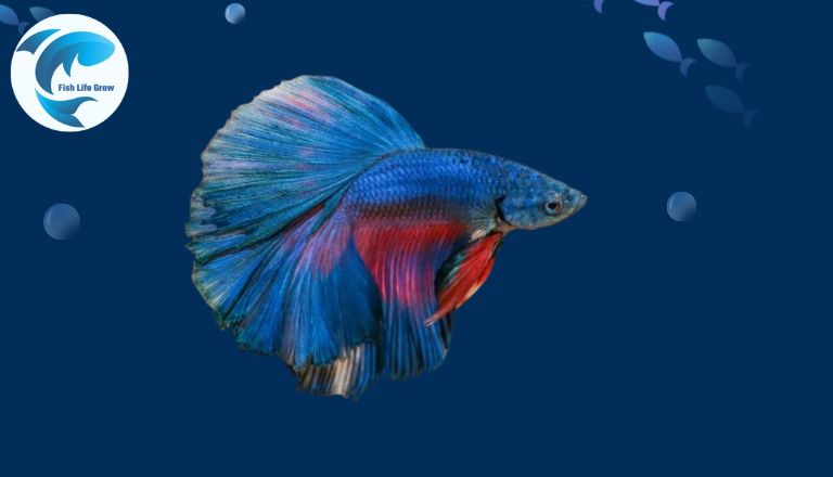 Most Colorful Freshwater Fish For Aquarium