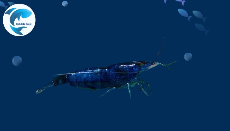 Blue velvet shrimp