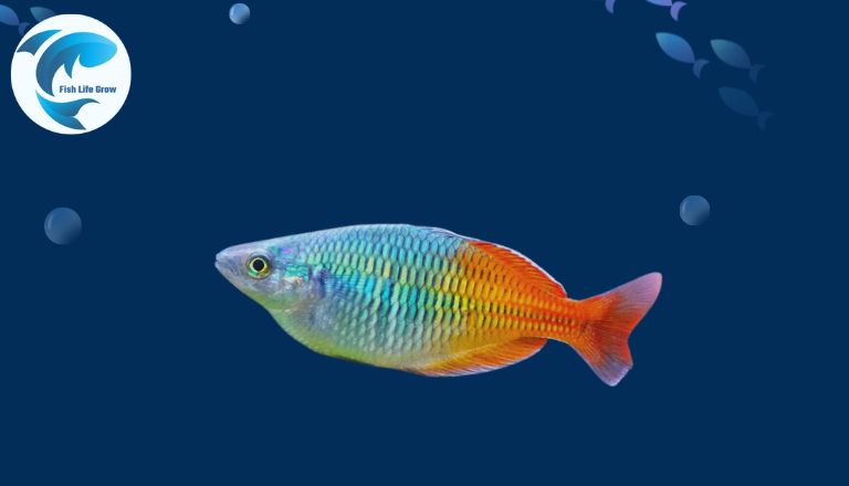 best colorful freshwater fish
