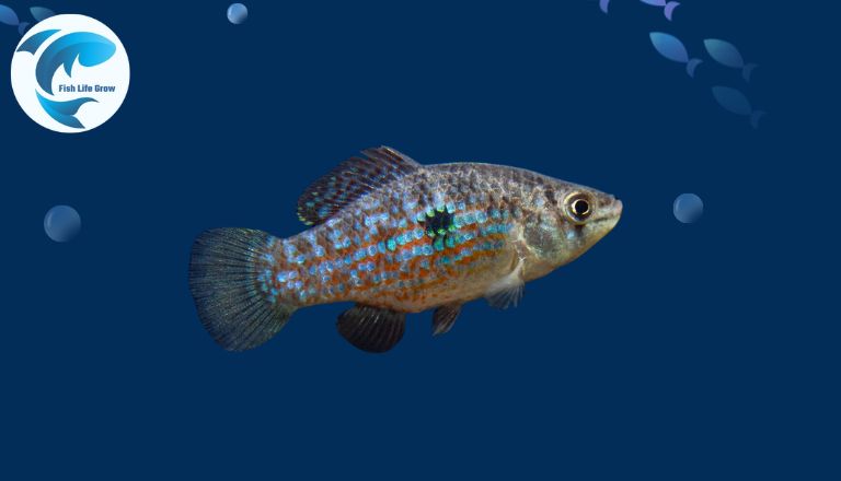 florida flag fish