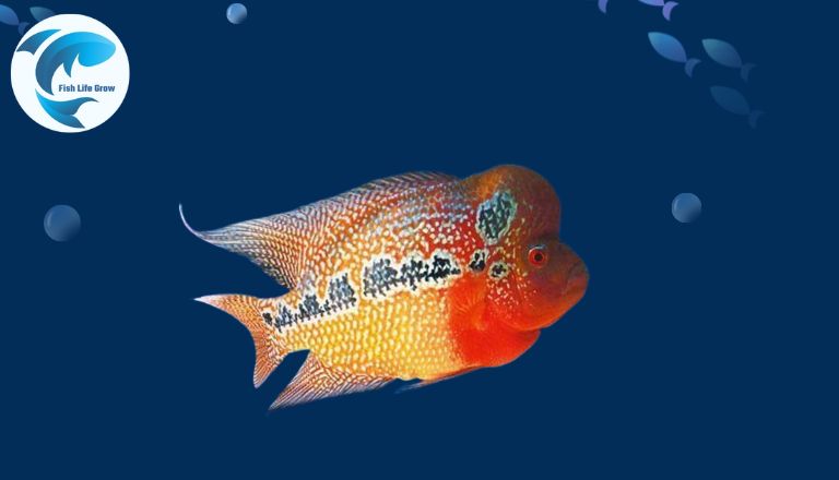 flowerhorn cichlid fish
