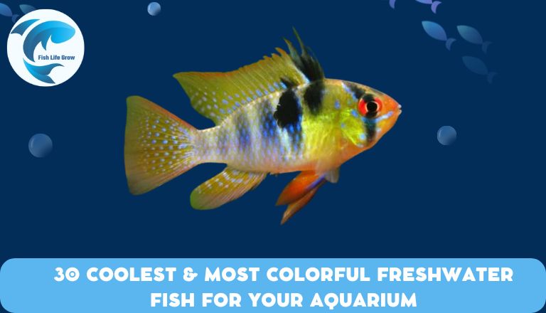 Most Colorful Freshwater Fish