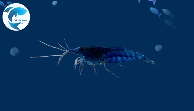 Blue Shrimp