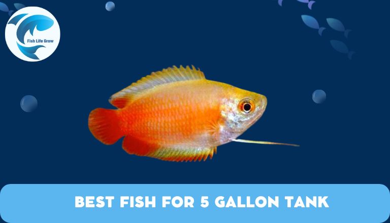 best fish for 5 gallon tank