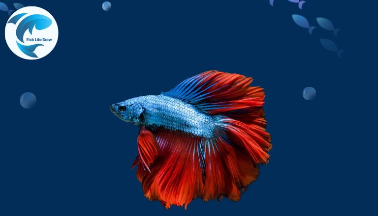 Crowntail betta fish