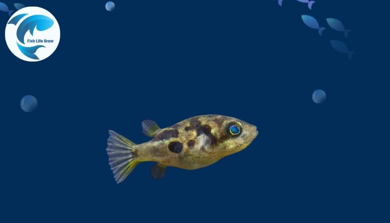 Dwarf Pea Puffer (Carinotetraodon travancoricus)