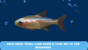 gold neon tetra