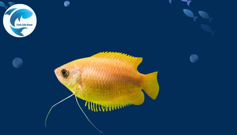 Honey Gourami (Trichogaster chuna)