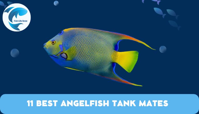 Angelfish Tank Mates