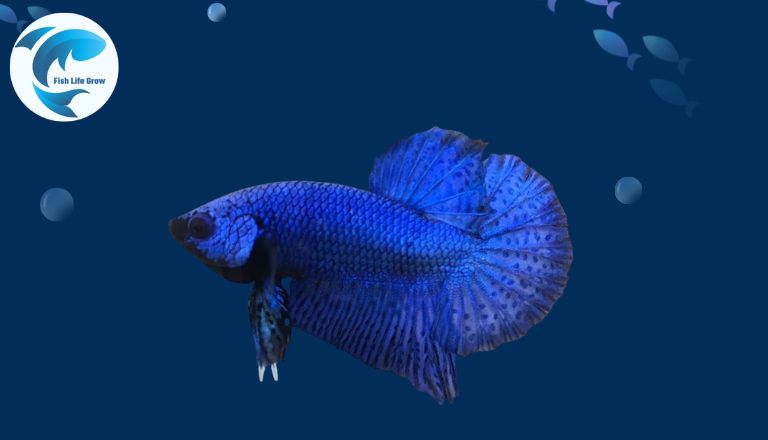 color of betta fish