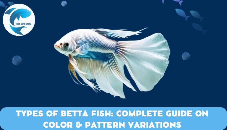 Types of Betta Fish