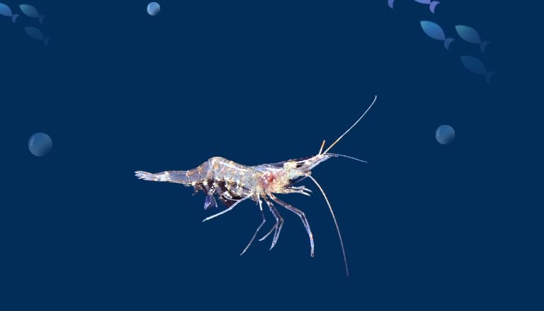 ghost shrimp temperature