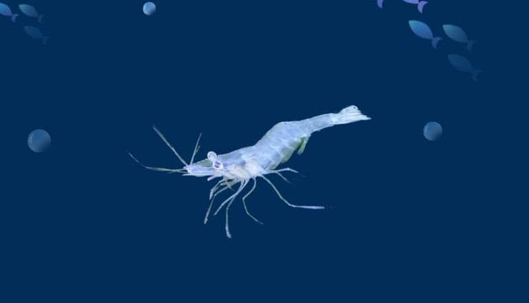 ghost shrimp