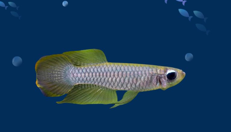 lampeye killifish size