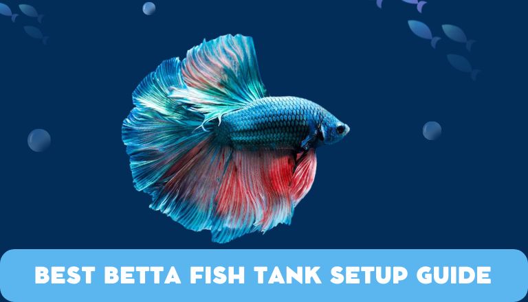 betta fish tank setup