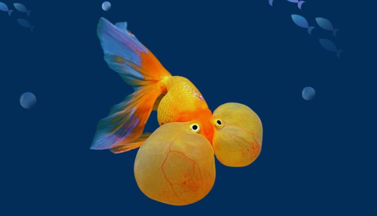 Bubble Eye Goldfish