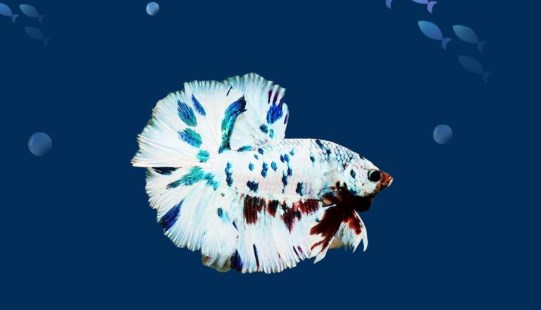 Dalmatian betta fish