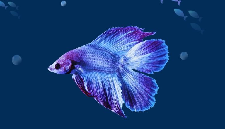 Double tail Betta fish