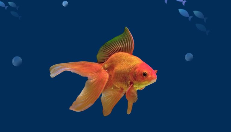 Fantail Goldfish