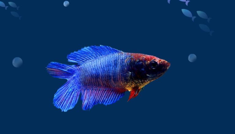 Female Double Tail Betta