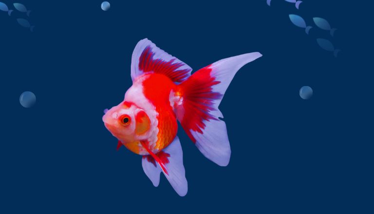 Goldfish breed