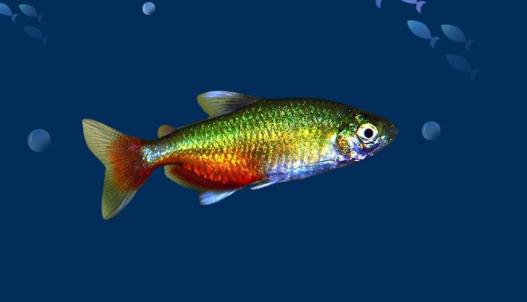 Green Fire Tetra size