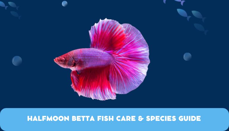 Halfmoon Betta Fish