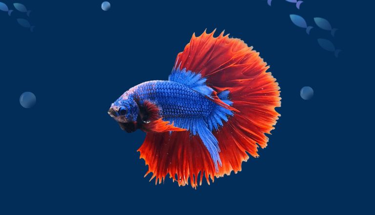 Halfmoon Betta