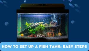 How To Set Up A Fish Tank