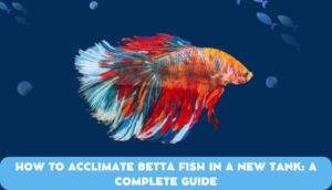 How to Acclimate Betta Fish