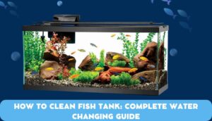 How to Clean Fish Tank