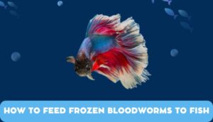 Feed Frozen Bloodworms to Fish