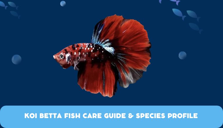 Koi Betta Fish Care Guide Species Profile 2024