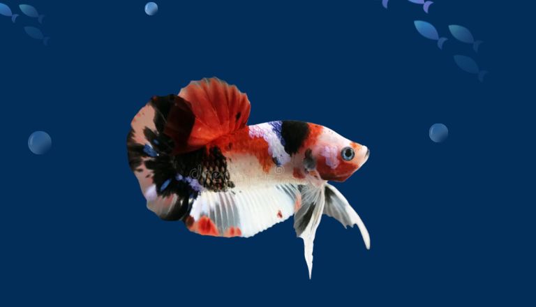 Koi Betta Fish Care