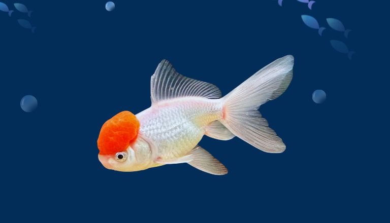 Oranda goldfish