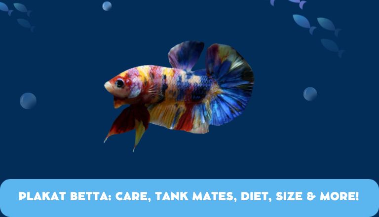 Plakat betta fish