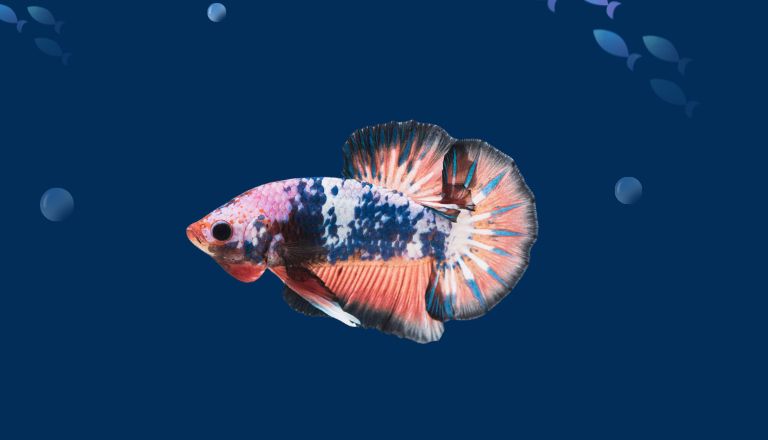 Plakat Betta