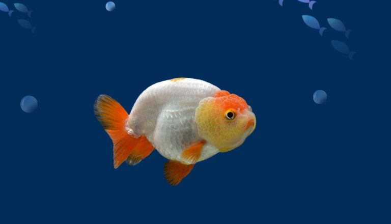 Ranchu goldfish