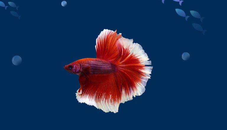 Rosetail Betta