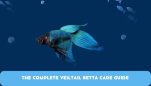 Veiltail Betta