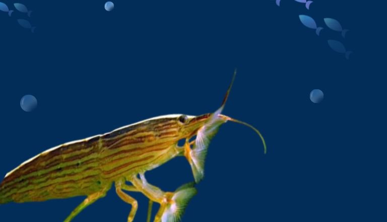 Bamboo Shrimp lifespan