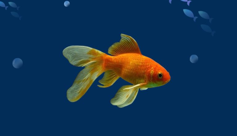 Comet goldfish