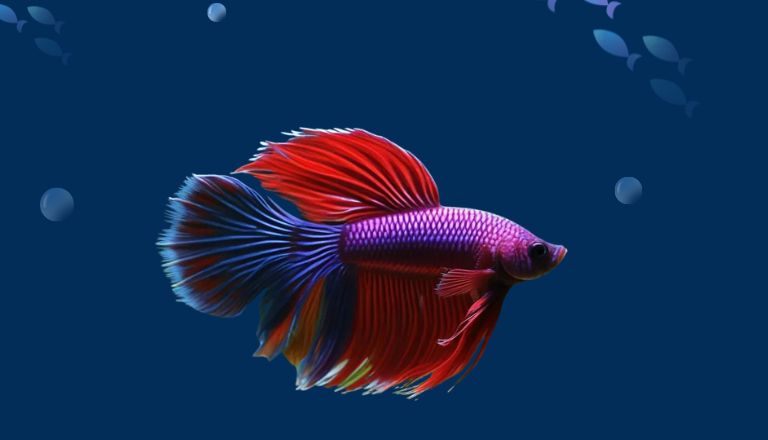 crowntail betta fish