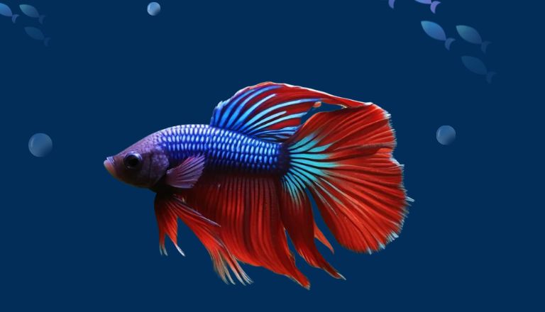 crown tail betta