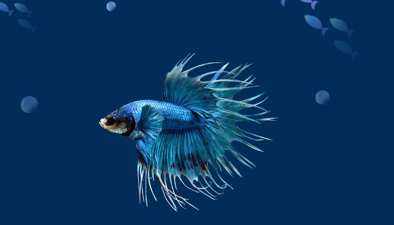 crowntail betta