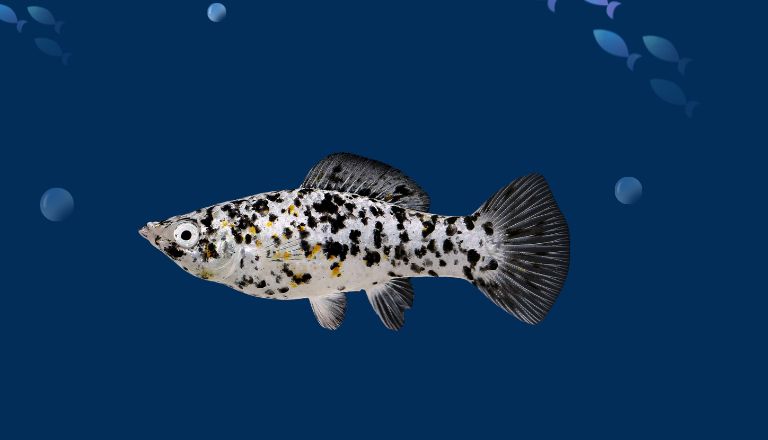 Dalmatian molly fish