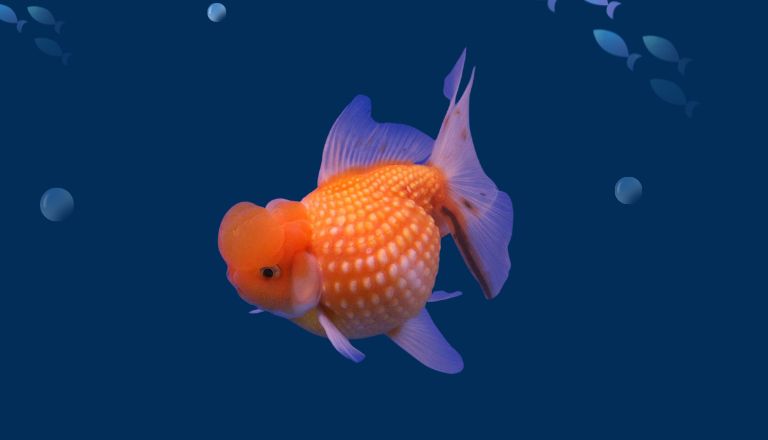 fancy goldfish types