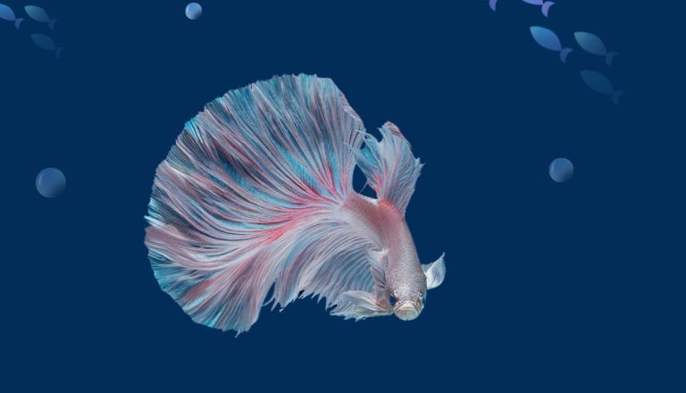 how long to acclimate betta fish