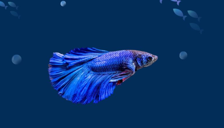 how to acclimate a betta fish