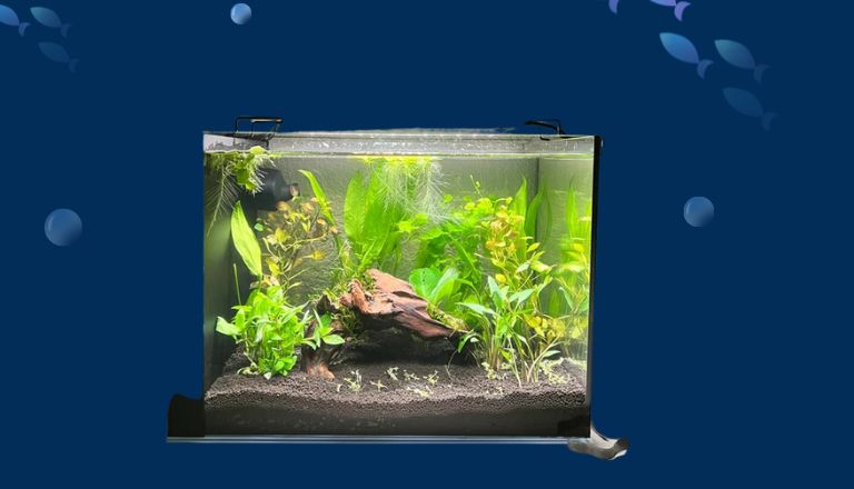 how to change fish tank water